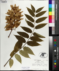 Ailanthus altissima image