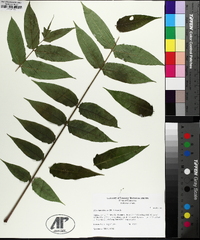 Ailanthus altissima image