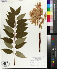 Ailanthus altissima image