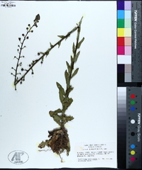 Verbascum blattaria image