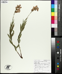 Penstemon venustus image