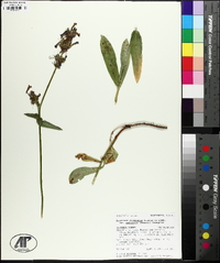 Penstemon attenuatus var. palustris image