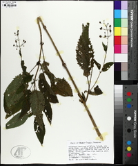 Scrophularia marilandica image