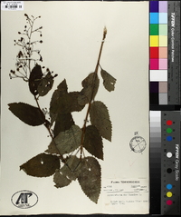 Scrophularia marilandica image