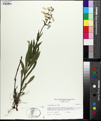 Penstemon hirsutus image