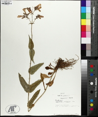 Penstemon calycosus image