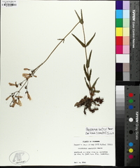 Penstemon australis image