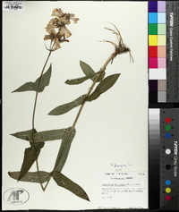 Penstemon calycosus image