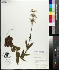 Penstemon brevisepalus image