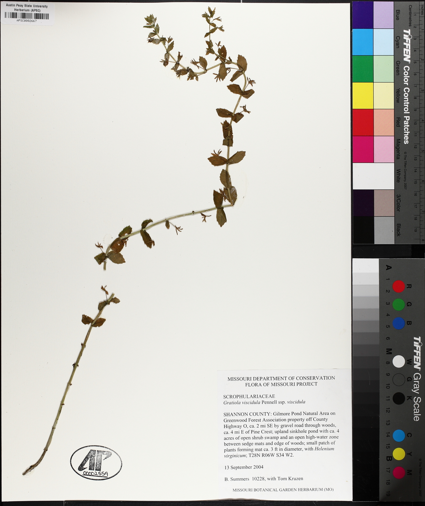 Gratiola viscidula subsp. viscidula image