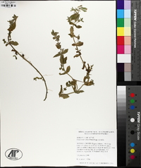 Gratiola viscidula subsp. viscidula image