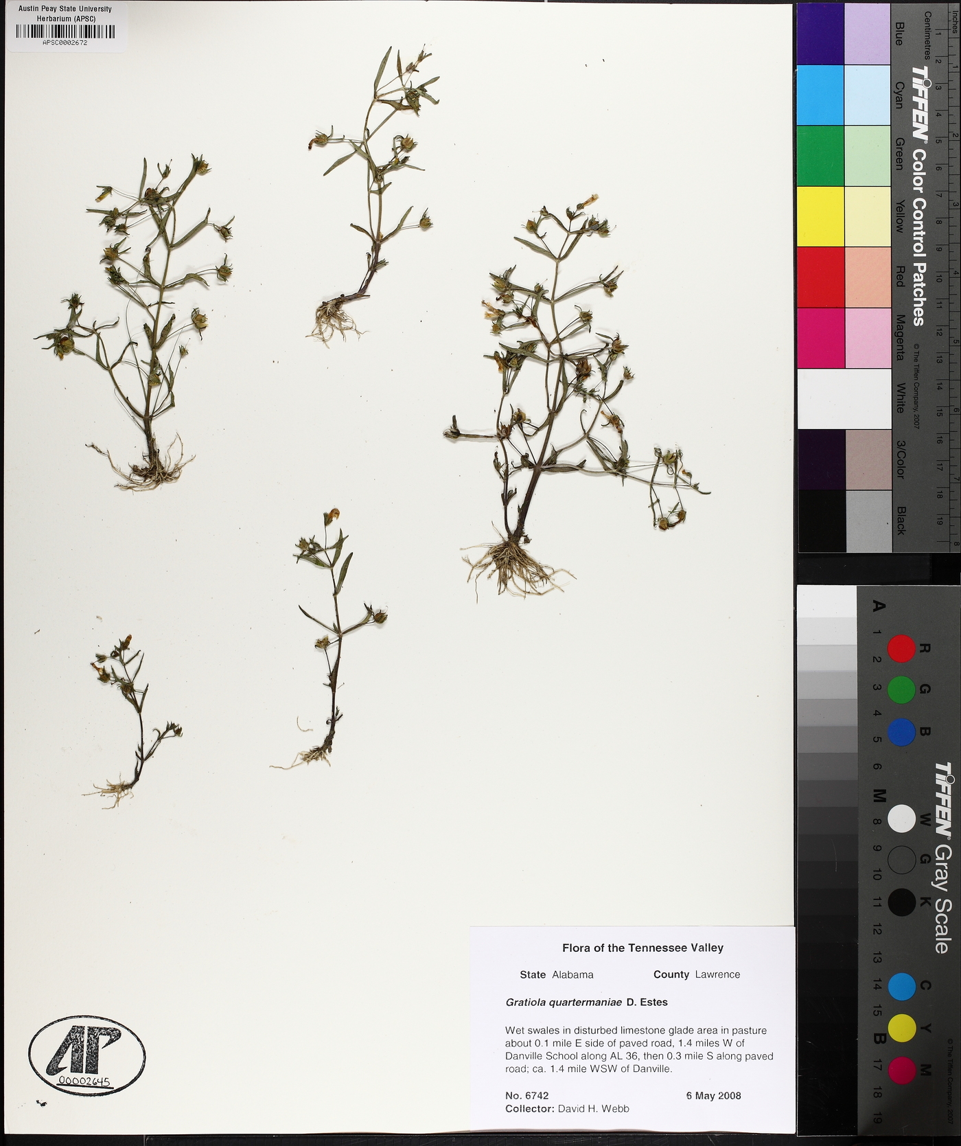 Gratiola quartermaniae image