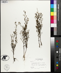 Chaenorhinum minus image