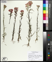 Castilleja indivisa image