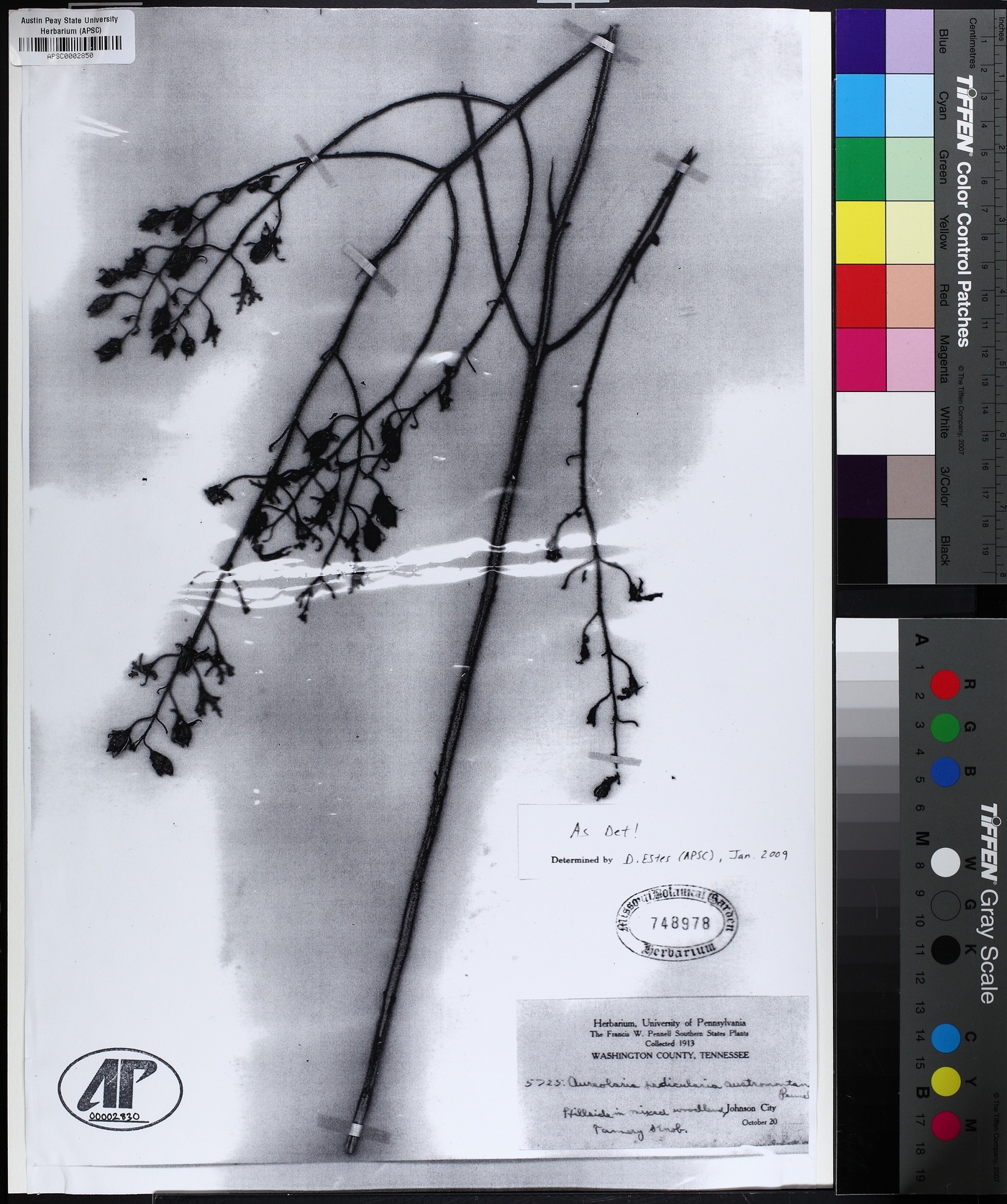 Aureolaria pedicularia subsp. austromontana image