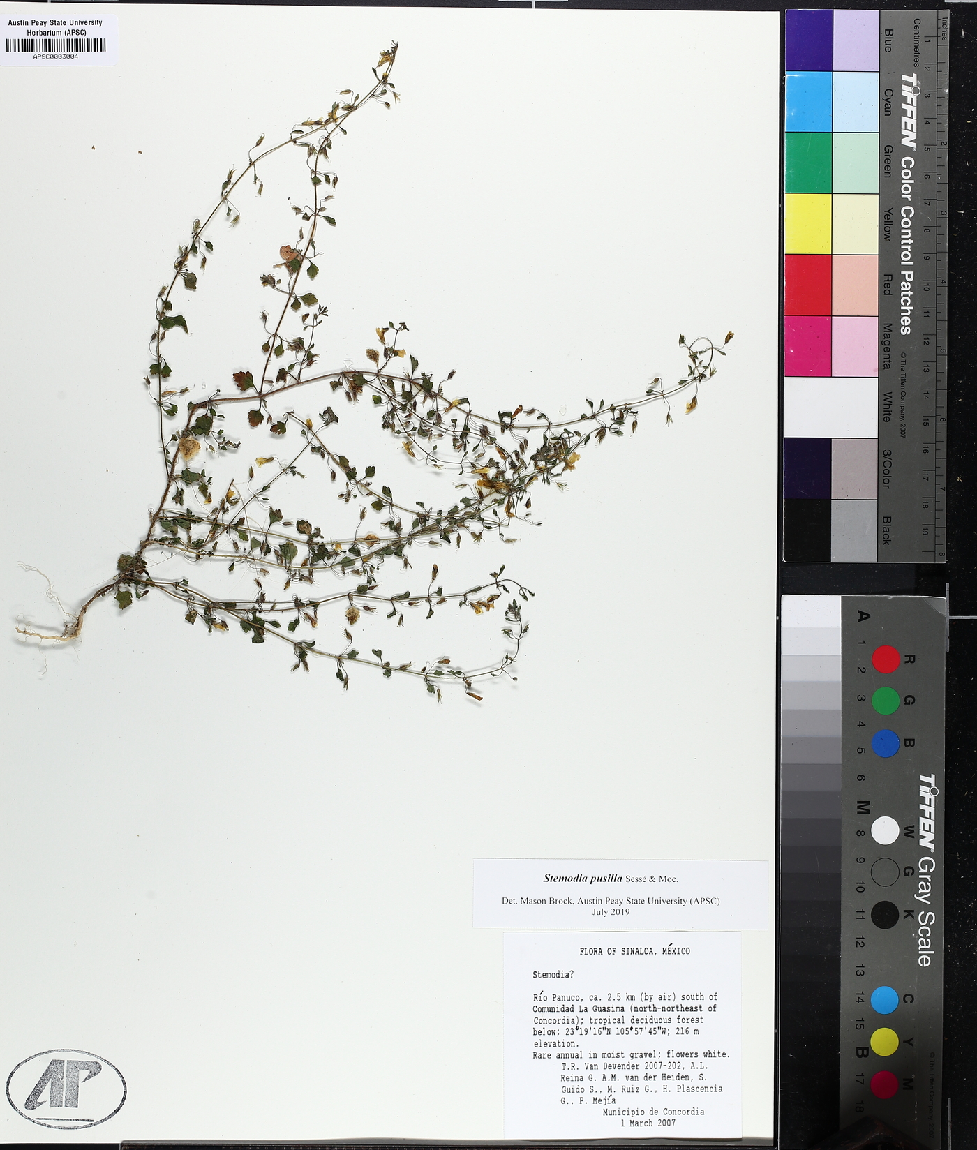 Stemodia pusilla image