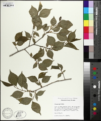 Prunus nigra image