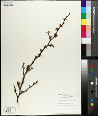 Prunus angustifolia image