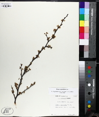 Prunus angustifolia image