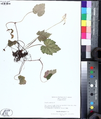 Tiarella stolonifera image