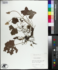 Tiarella stolonifera image
