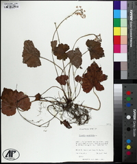 Tiarella stolonifera image
