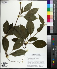 Schisandra glabra image