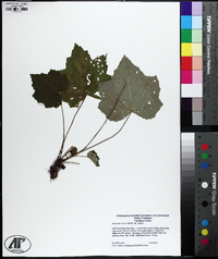 Heuchera villosa var. villosa image