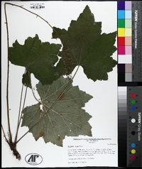 Heuchera villosa image