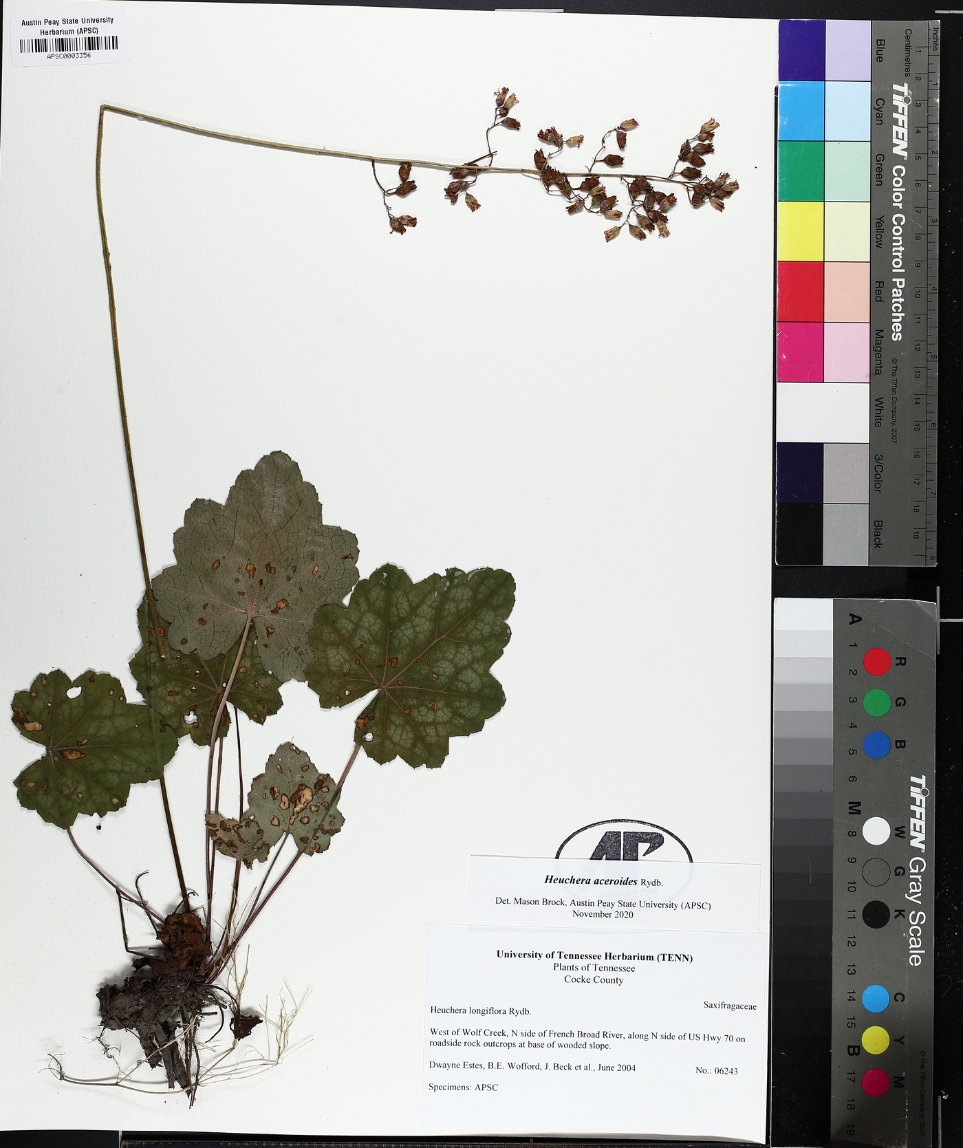 Heuchera aceroides image