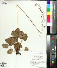 Heuchera americana image