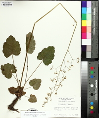 Heuchera americana image