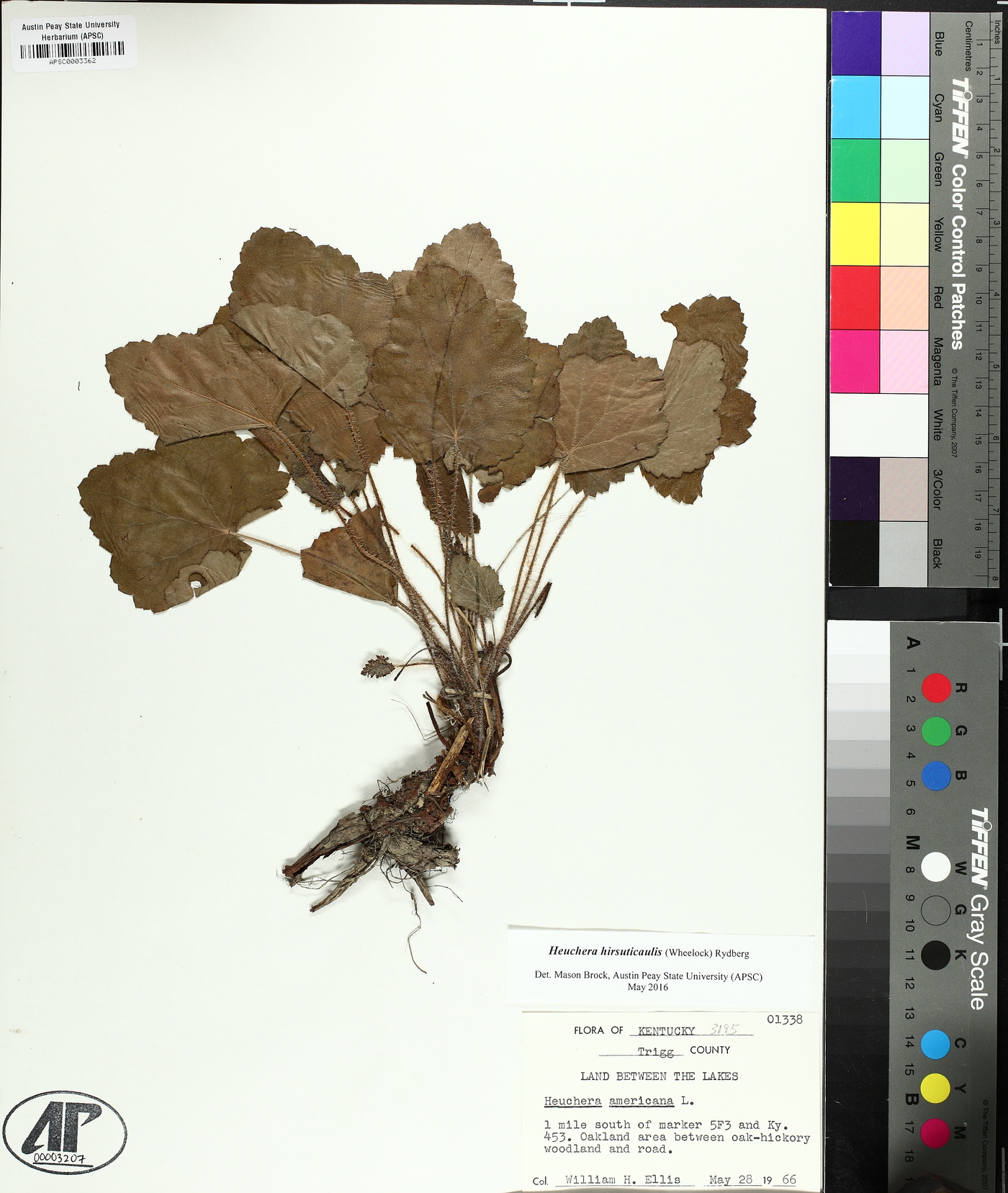 Heuchera hirsuticaulis image