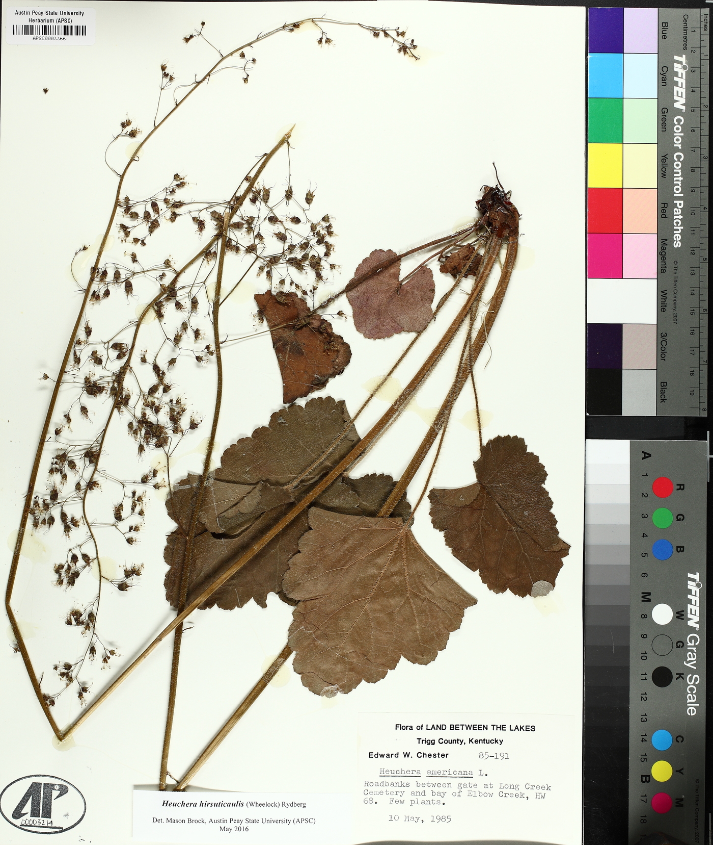 Heuchera hirsuticaulis image