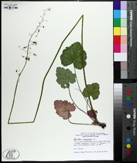 Heuchera americana image