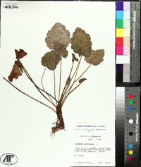 Heuchera americana image