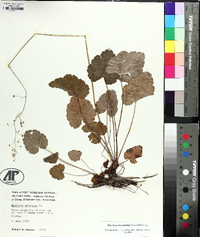 Heuchera americana image