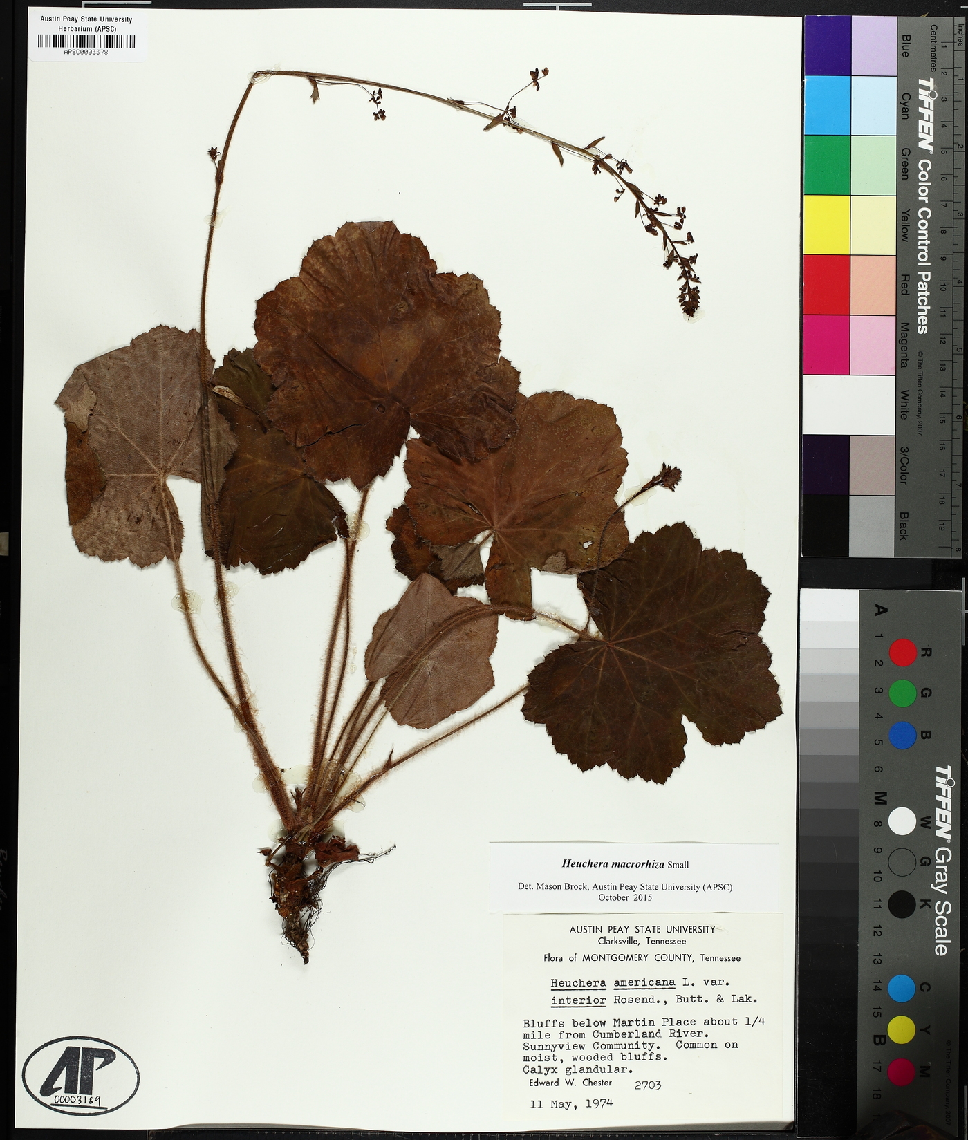 Heuchera macrorhiza image