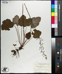 Heuchera americana image