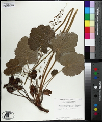 Heuchera americana image