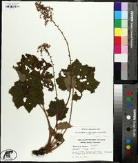 Heuchera macrorhiza image