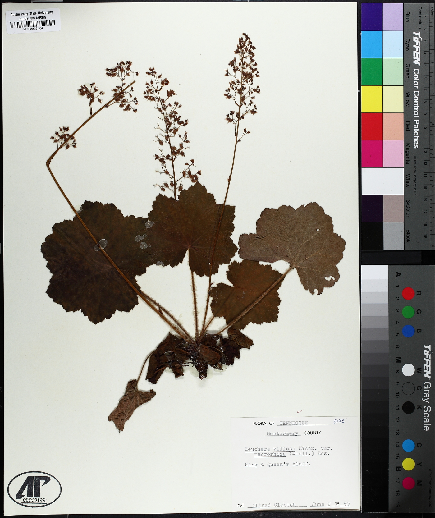 Heuchera villosa var. macrorhiza image