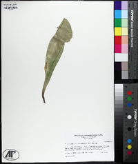 Sarracenia purpurea var. montana image