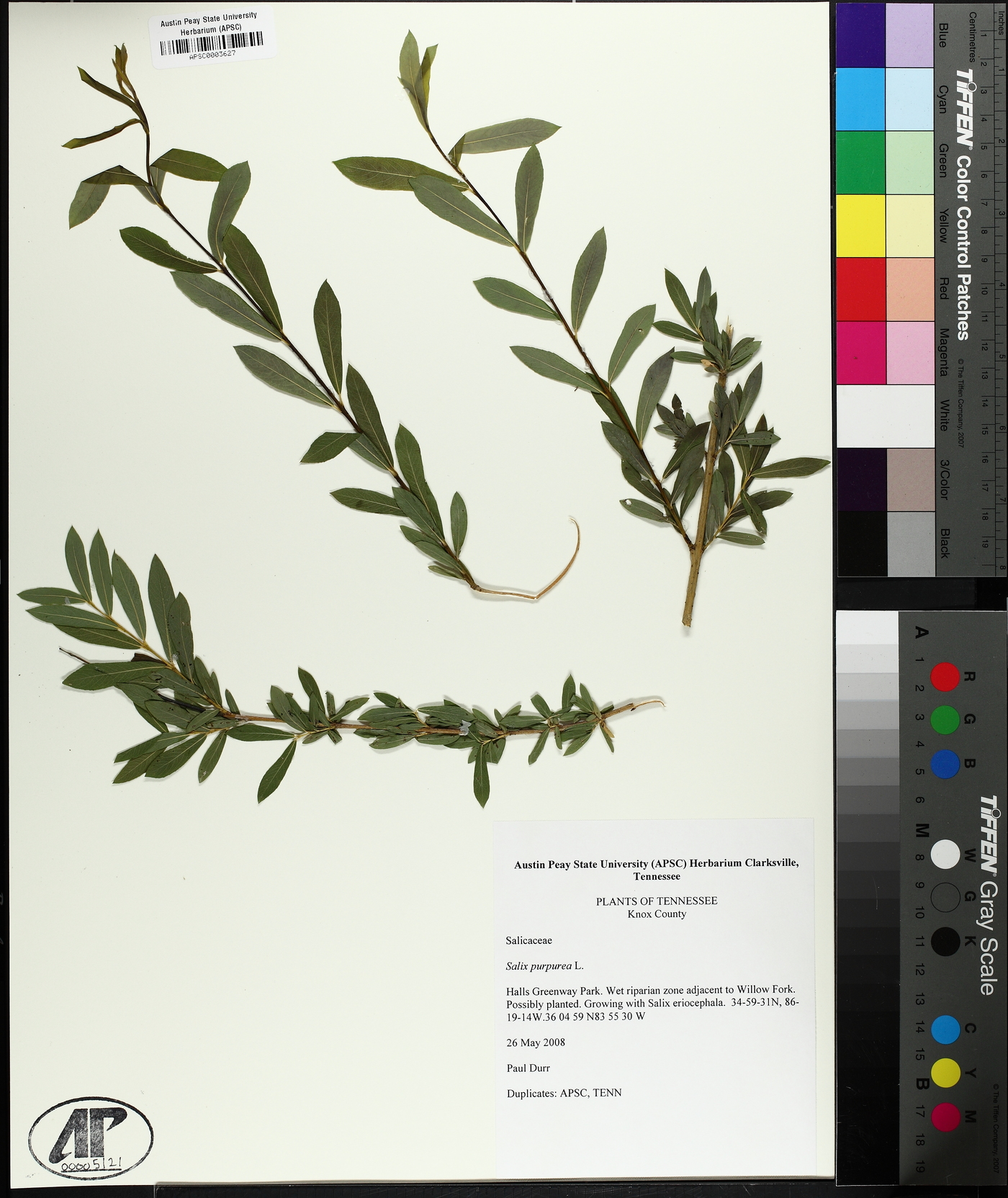 Salix purpurea image