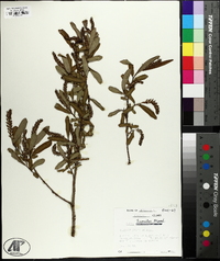 Salix caroliniana image