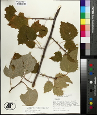 Populus grandidentata image