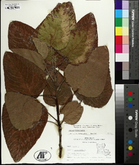 Populus heterophylla image