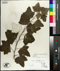 Populus alba image