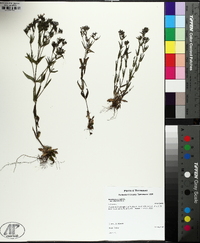 Houstonia lanceolata image