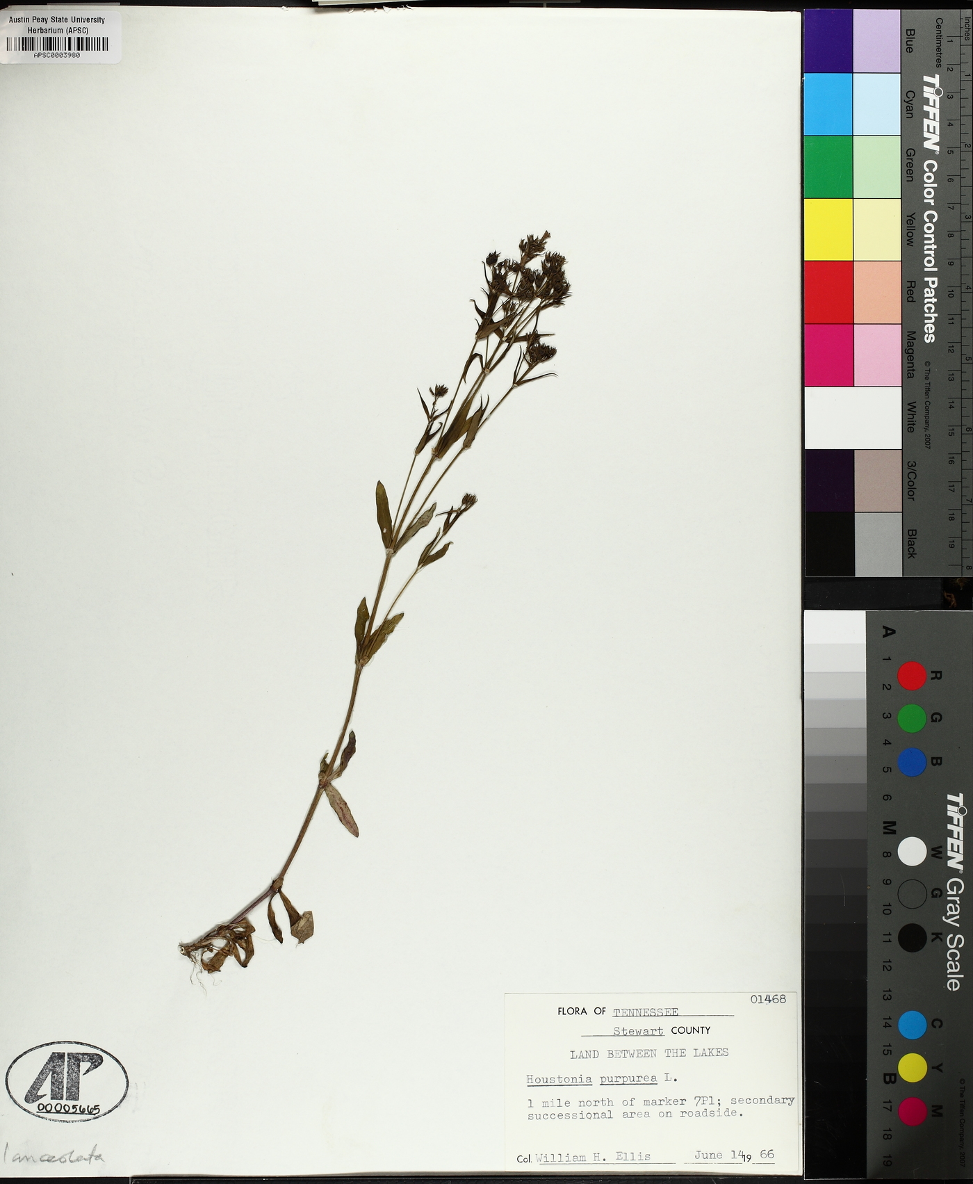 Houstonia lanceolata image